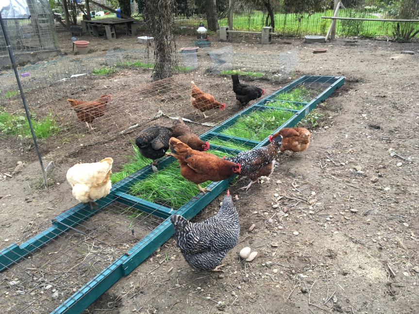 Chicken Grazing Frame